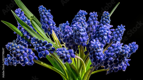 Blooming Muscari Alida flowers on a black background photo