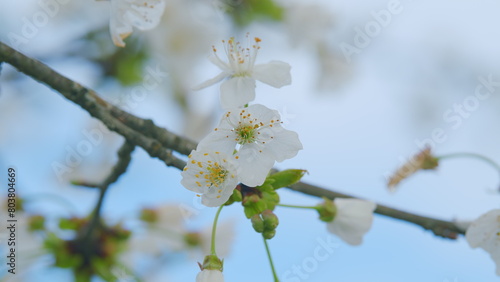 Flowering Cherry Tree Or Prunus Avium In Spring. White Flower Of Cherry On A Branch. Close up.