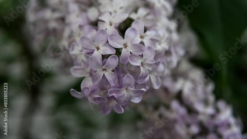 A vibrant close-up video showcases a cluster of fragrant lilac flowers in full bloom. Dewdrops glisten on the deep purple petals as the bush bursts with springtime color.