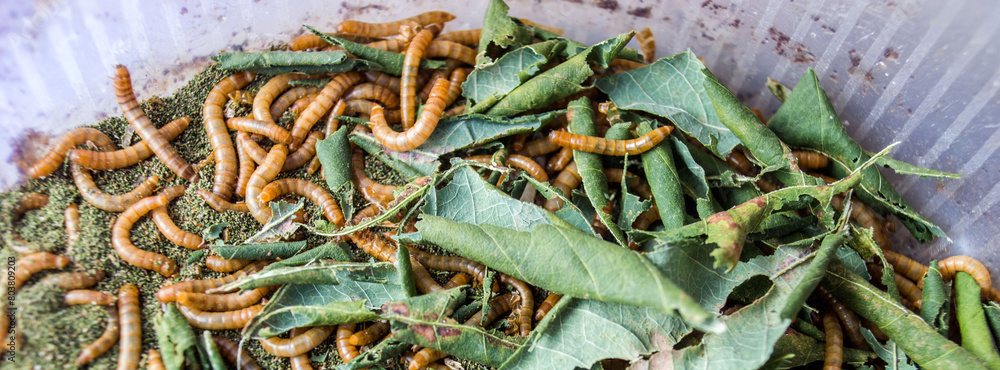 Fototapeta premium caterpillars for bird food