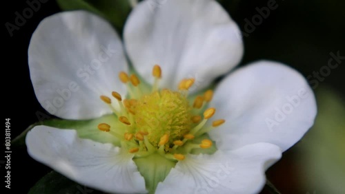 A close-up video of a beautiful white wild strawberry blossom with yellow centers, swaying gently in the breeze.