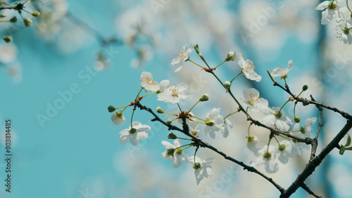 Blossom Cherry Or Apple Small White Flowers On Tree Branches. Blossoming Tree Brunch With White Flowers.