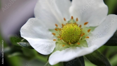 A close-up video of a fragrant wild strawberry flower with a yellow center, its delicate petals gently swaying in the breeze.