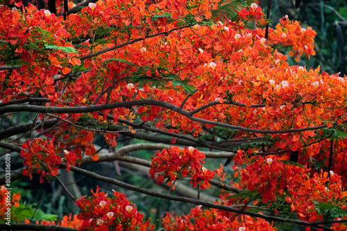 tree with beautiful red flower
