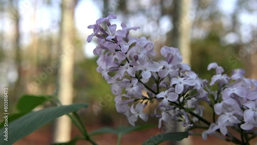 A close-up video reveals a cluster of delicate wildflowers, known as Lilacs, nestled amongst lush green leaves on the forest floor.
