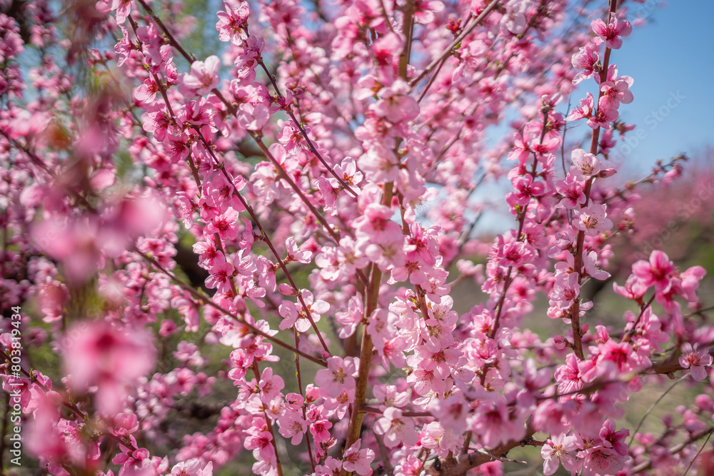 Fototapeta premium peach tree with pink flowers is in full bloom. The flowers are large and bright, and they are scattered throughout the tree. The tree is surrounded by a field, and the sky is clear and blue.