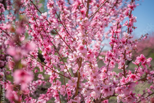 peach tree with pink flowers is in full bloom. The flowers are large and bright, and they are scattered throughout the tree. The tree is surrounded by a field, and the sky is clear and blue.