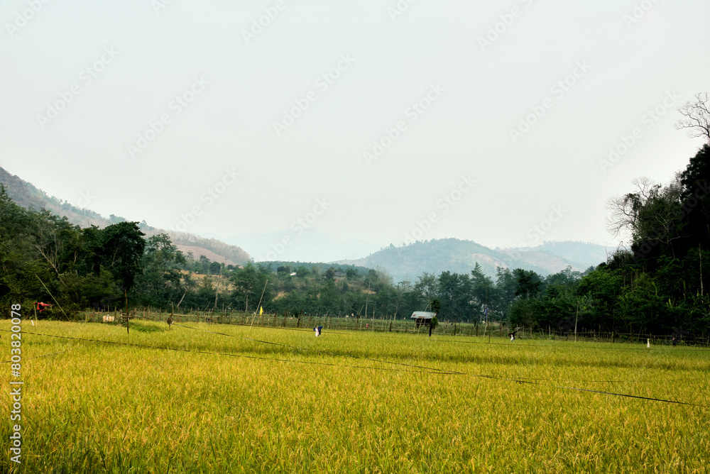 View of rice fields in Nong Khiaw in Laos View of rice fields in Nong Khiaw in Laos