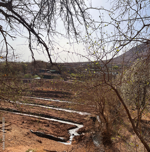 ancient treea  in village at  Xinjiang desert in China photo