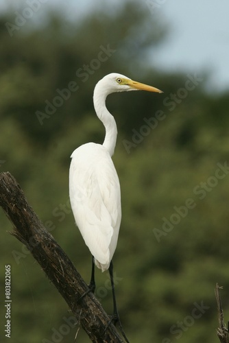 great white heron