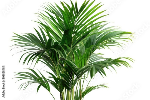 A palm tree in an isolated plant image on a white background. Generative Ai