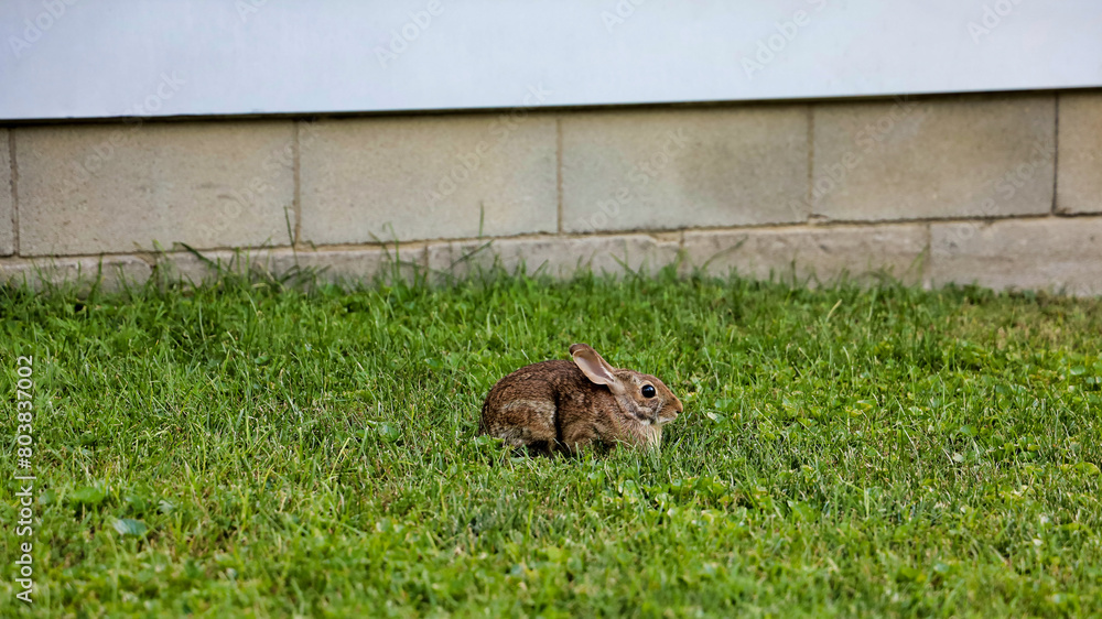 Fototapeta premium A wild eastern cottontail rabbit resting on a grassy area in Bowling Green Ohio.
