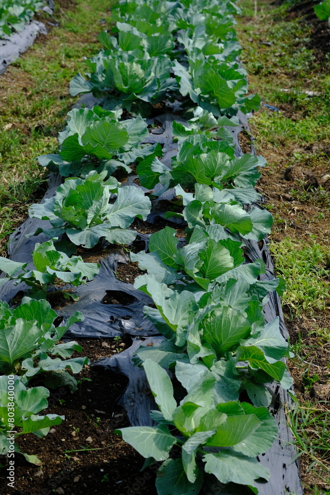 Naklejka premium Cabbage is a multi-layered vegetable. Brassica oleracea var. capitata. Cabbage plantation with mulch. 