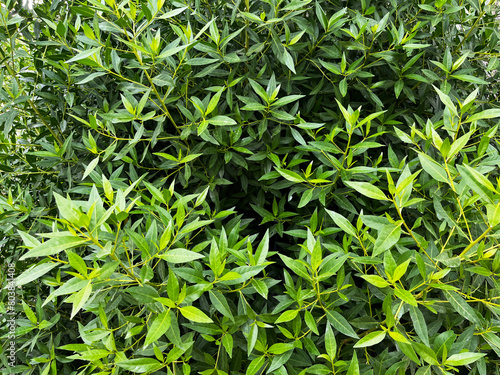 plant  leaf  nature  leaves  food  tea  field  fresh  
