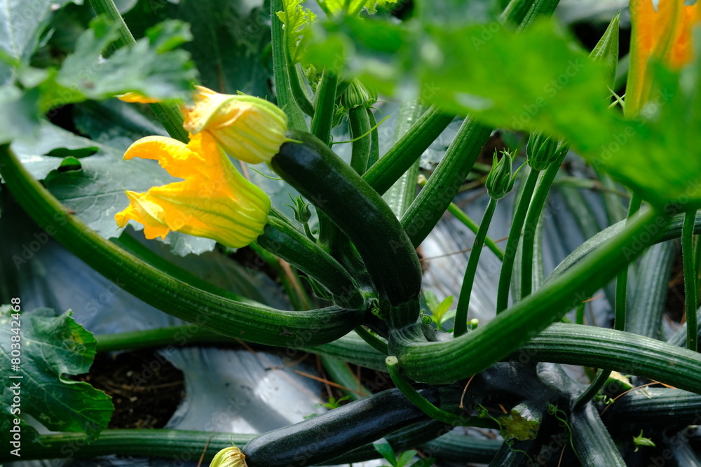 Zucchini (from Italian, zucchini (plural) or zucchino (singular)) is a type of small pumpkin