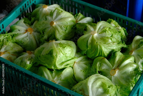 Lactuca sativa var. capitata 'Iceberg'. Iceberg lettuce in plastic container. Post-harvest. Lettuce in basket. photo