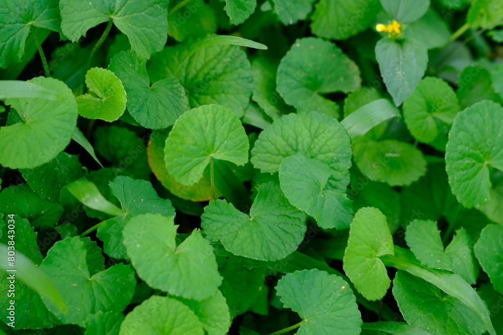 Gotu kola is a wild plant that grows in plantations and fields. This plant comes from tropical Asia, spread in Southeast Asia, Japan. Gotu kola overlay. Centella asiatica. Medicinal plants. Pegagan. Gotu kola is a wild plant that grows in plantations and fields. This plant comes from tropical Asia, spread in Southeast Asia, Japan. Gotu kola overlay. Centella asiatica. Medicinal plants. Pegagan.
