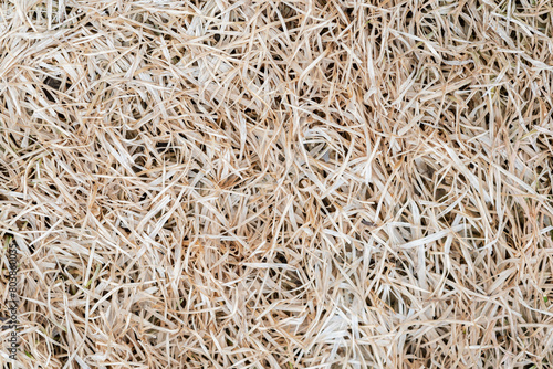 Cuadro en lienzo Dried grass hey textured background macro