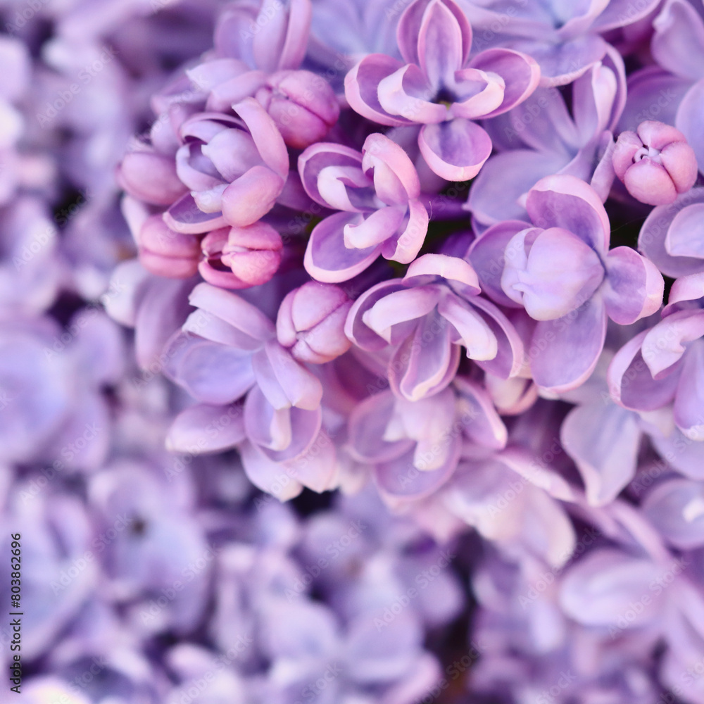 Background of blooming purple terry lilac. Soft focus
