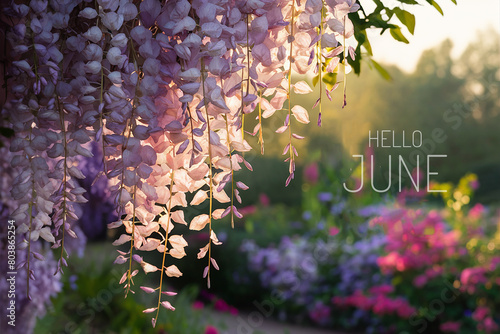 Hello June text on a blooming garden background. Selective focus.  photo