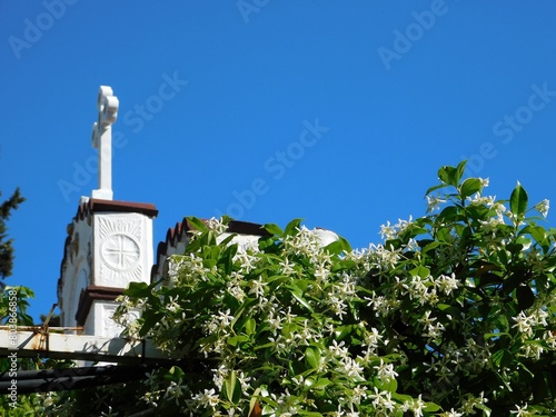 Blooming Southern jasmine, or Trachelospermum, or Rhynchospermum jasminoides vine outside a church photo