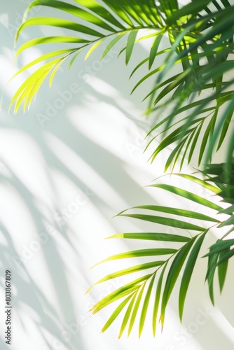 Sunlight Casting Shadows Through Lush Palm Leaves on a Bright Day