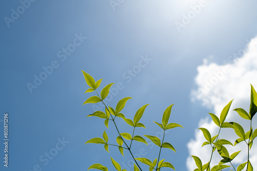春の青空をバックに光る南天の木の新緑