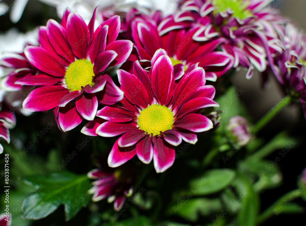 A bouquet of flowers with pink and white petals A bouquet of flowers with pink and white petals