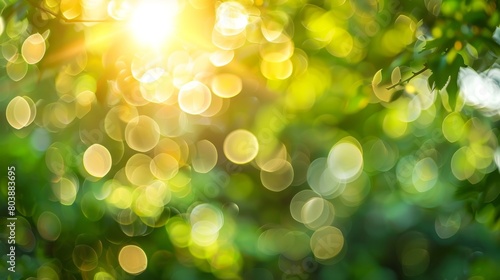 Sunlight shining through vibrant green leaves on a tree, creating a natural pattern of light and shadow photo