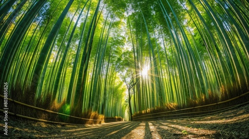 A panoramic view of a dense  bamboo forest with sunlight creating patterns on the ground.