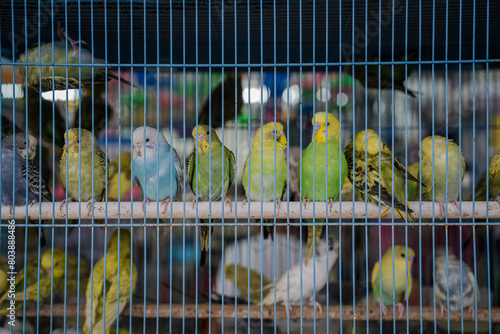 Colorful Budgerigars Lined Up in a Pet Store Cage in Kuala Lumpur in Malaysia photo