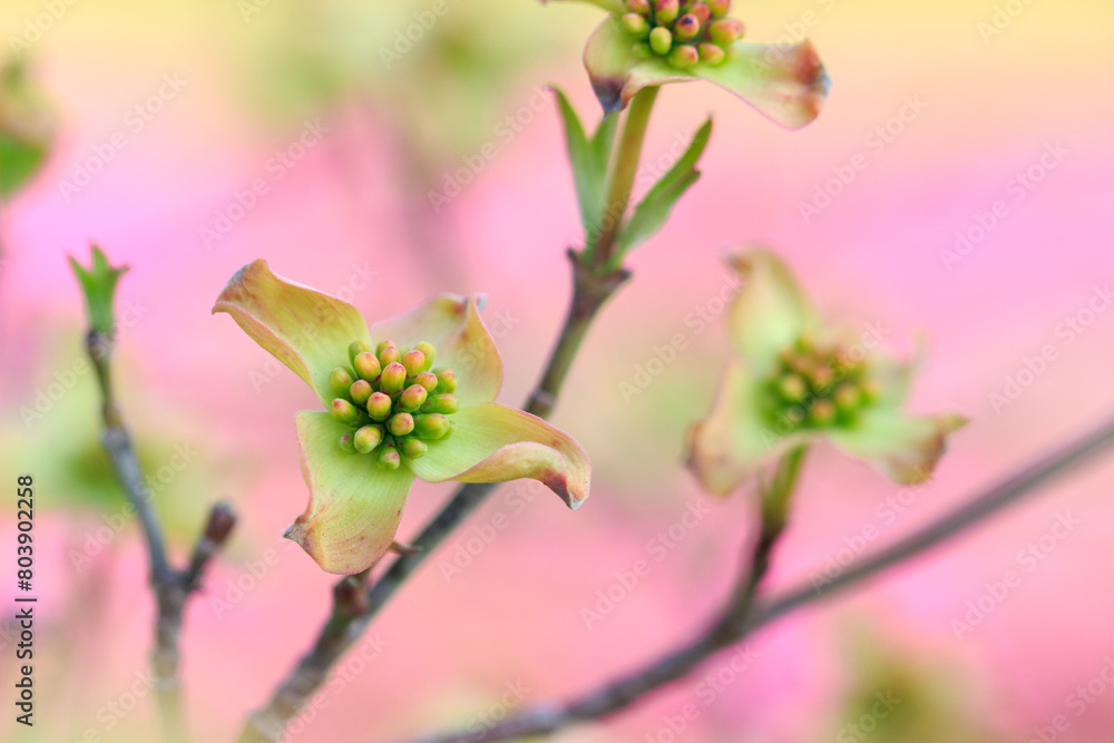 Obraz premium ハナミズキ