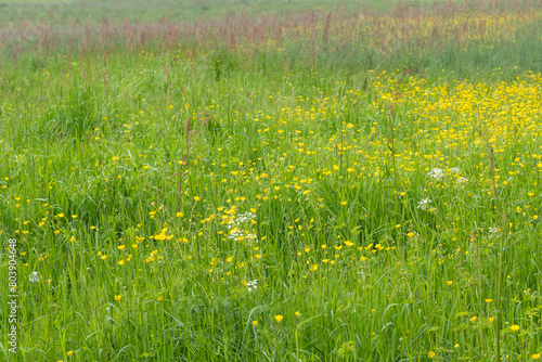 Prairie au printemps , herbe fraîche