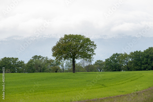 arbre solitaire au milieu des champs