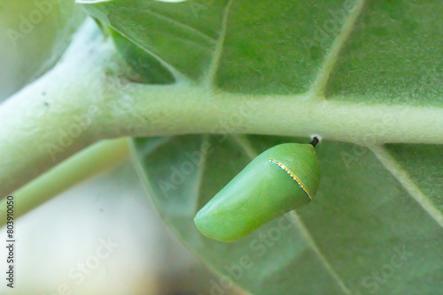 Plain tiger caterpillar pupa, life cycle in the green pupa stage, hanging under the leaves of the Calotropis gigantea tree, waiting to emerge into a Danaus chrysippus butterfly.
