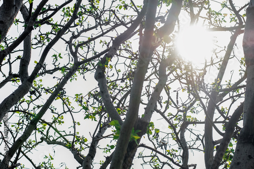 tree branches leaves sunlight nature © Pintira