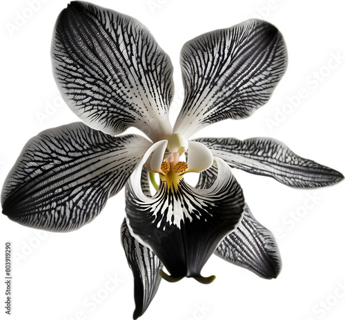 A black and white orchid bud.