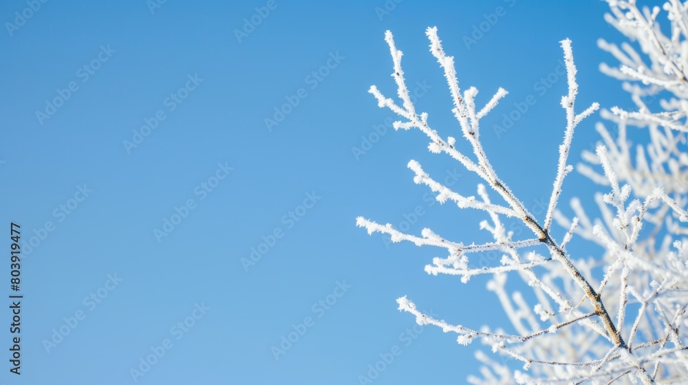Detailed view of white frosted tree branch set against clear blue sky Detailed view of white frosted tree branch set against clear blue sky