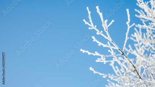 Detailed view of white frosted tree branch set against clear blue sky
