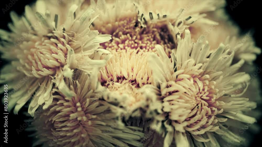 spring coral flowers blooming opening its blossom extreme close up time lapse spring coral flowers blooming opening its blossom extreme close up time lapse
