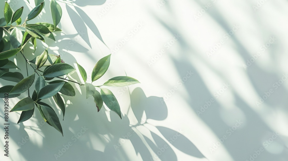 The image shows a white background with green leaves and shadows of leaves The image shows a white background with green leaves and shadows of leaves