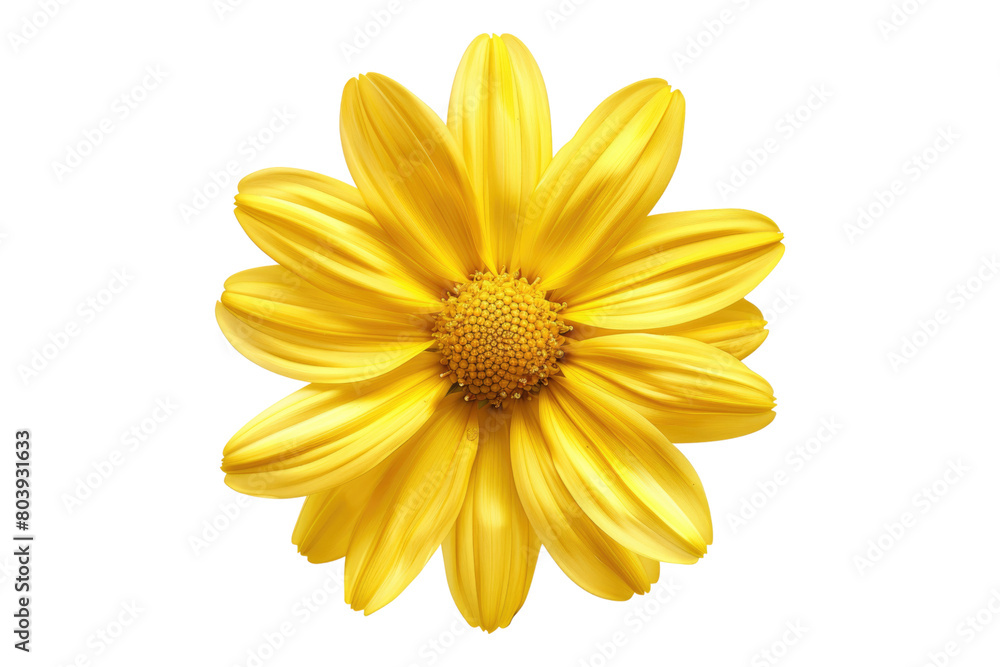 Yellow daisy flower isolated on transparent background Yellow daisy flower isolated on transparent background