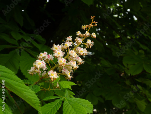 horse chestnut Aesculus hippocastanum flower and leaf on the tree
