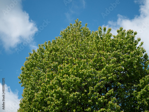 Green Tree in springtime with blue sky