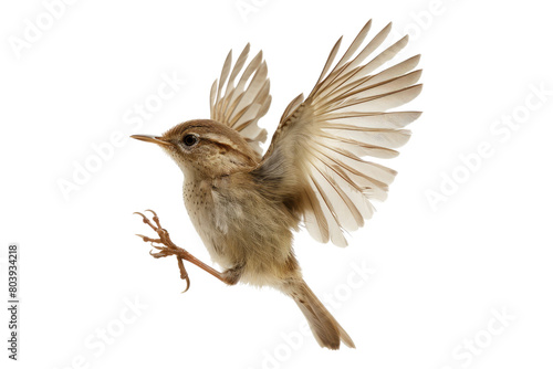 Wren dancing isolated on transparent background © posterpalette