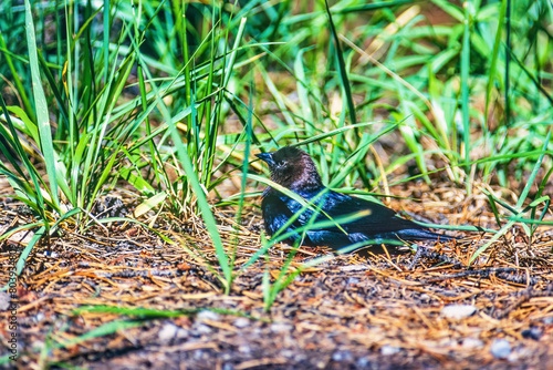 Brown-headed cowbird laying down in the grass photo