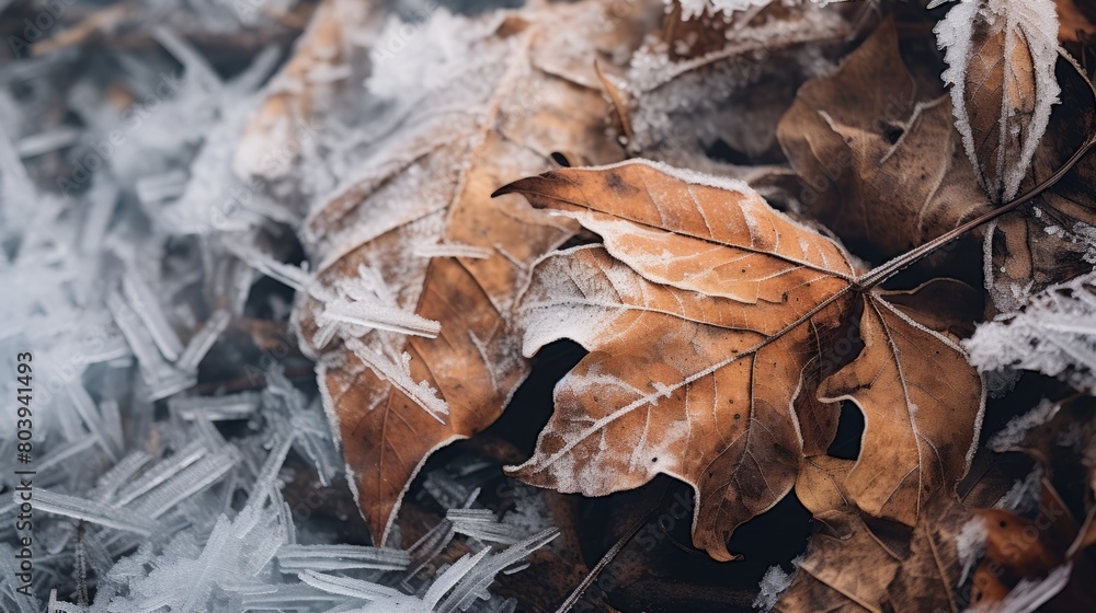 Dry autumn leaves with snow during beginning of winter
