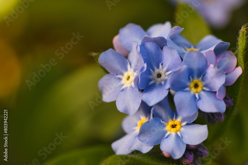 blue macro flower