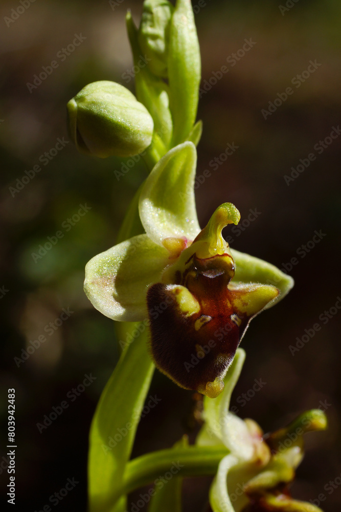 Flowering plant of the Levant orchid (Ophrys levantina), Cyprus Flowering plant of the Levant orchid (Ophrys levantina), Cyprus