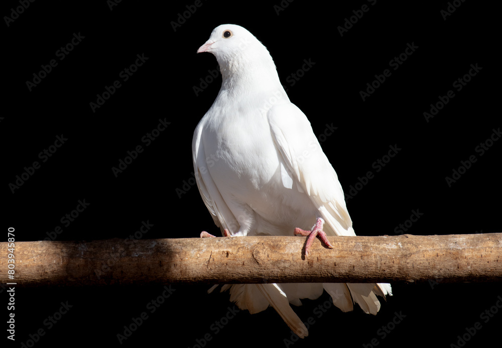Obraz premium White dove isolated black background